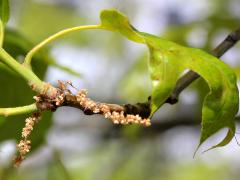 (Red Oak) catkins