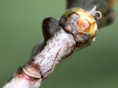 (Red Oak) female flower