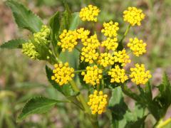 (Golden Alexanders)