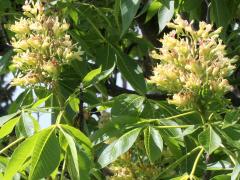 (Ohio Buckeye) flowers