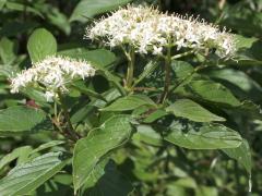 (Gray Dogwood) flowers