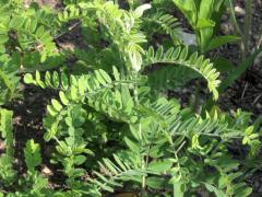 (Leafy Prairie Clover)