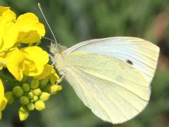 Cabbage White male on Charlock