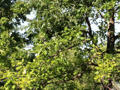 (Bur Oak)