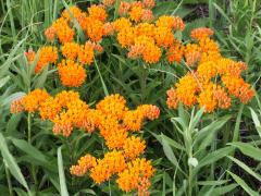 (Butterfly Milkweed)