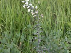 (White Wild Indigo)