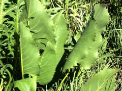 (Prairie Dock) plant