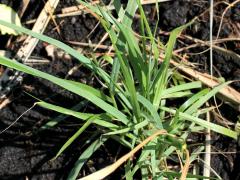 (Switch Grass) seedling