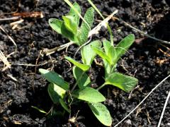 (Wild Petunia) seedling