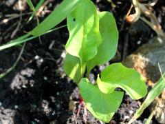 (Smooth Blue Aster) seedling