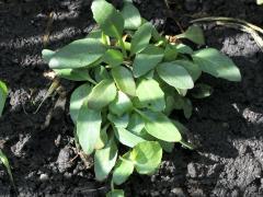 (Black-eyed Susan) seedling