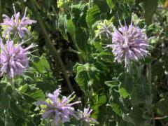 (Wild Bergamot)