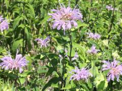 (Wild Bergamot)