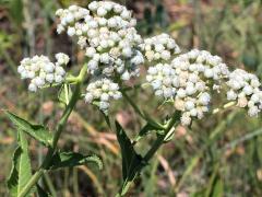 (Wild Quinine) flowering