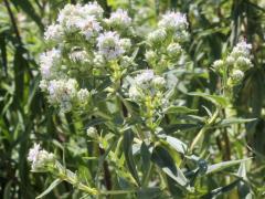 (Common Mountain Mint)