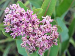 (Prairie Milkweed)