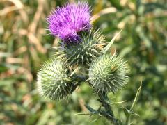 (Bull Thistle)