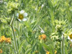 (Prairie Cinquefoil)