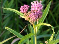 (Swamp Milkweed)