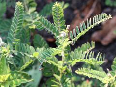 (Leafy Prairie Clover)