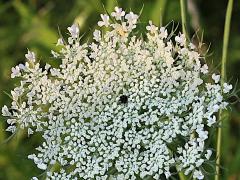 (Queen Anne's Lace) center red floret