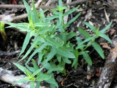 (Purple Loosestrife) seedling