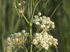 (Whorled Milkweed)