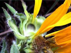 (Compass Plant) ray florets