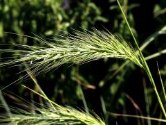 (Canada Wild Rye)