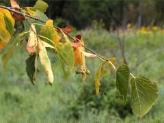 (American Linden)