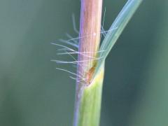 (Big Bluestem) ligule