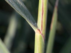 (Switch Grass) ligule