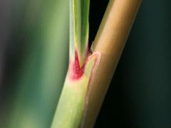 (Indian Grass) ligule