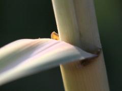 (Prairie Cord Grass) ligule