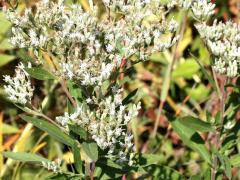 (Tall Boneset)