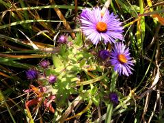 (New England Aster)