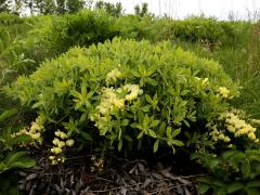 (Cream Wild Indigo)