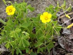 (Slender Yellow Woodsorrel)