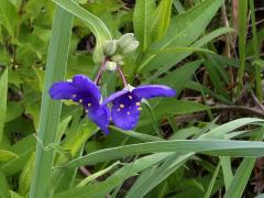 (Common Spiderwort)