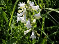 (Foxglove Beard Tongue)