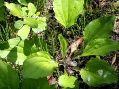 (Blackseed Plantain)