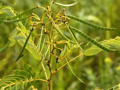 (Wild Senna) fruit