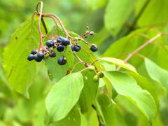 (Silky Dogwood) fruit