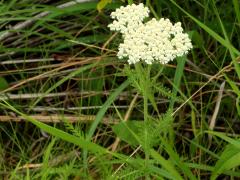 (Yarrow)