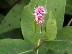 (Water Knotweed) emersa short