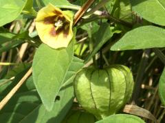 (Long-leaved Groundcherry)