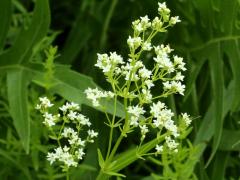 (Northern Bedstraw)