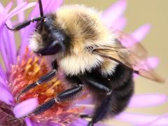 Common Eastern Bumble Bee male on New England Aster