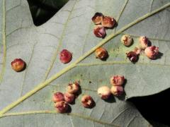 Conical Oak Gall Wasp underside galls on Swamp White Oak