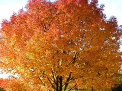 (Sugar Maple)